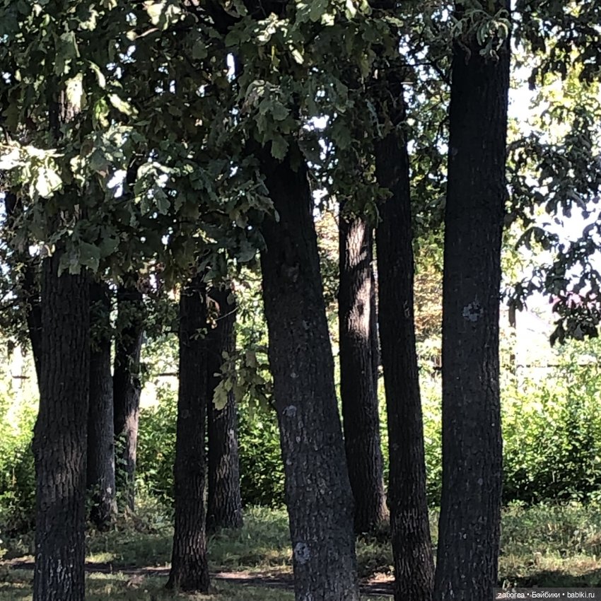 Прогулка в «Дубовой роще» с Машей (фото 8)