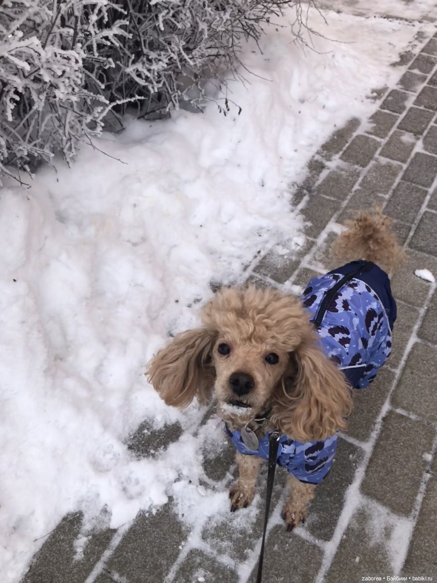 Зимняя прогулка с новенькими