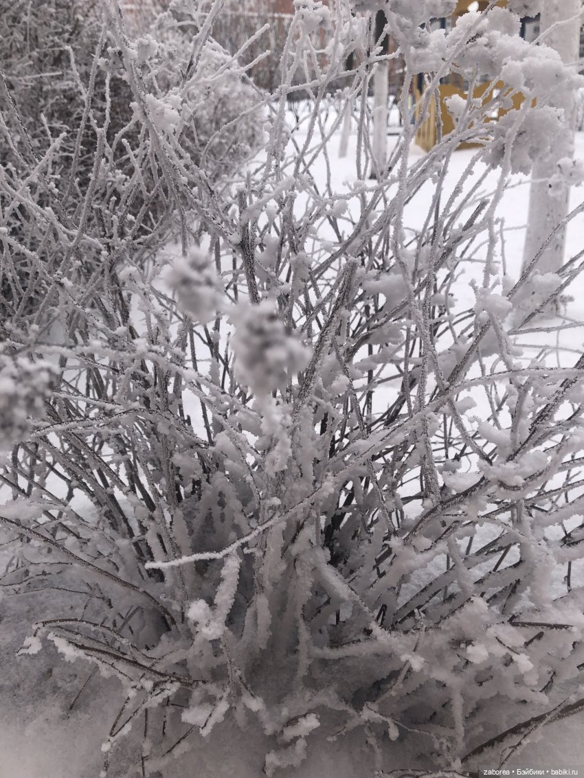 Зимняя прогулка с новенькими (фото 4)