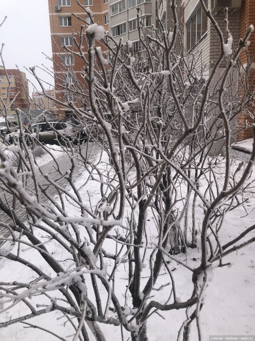 Зимняя прогулка с новенькими (фото 3)