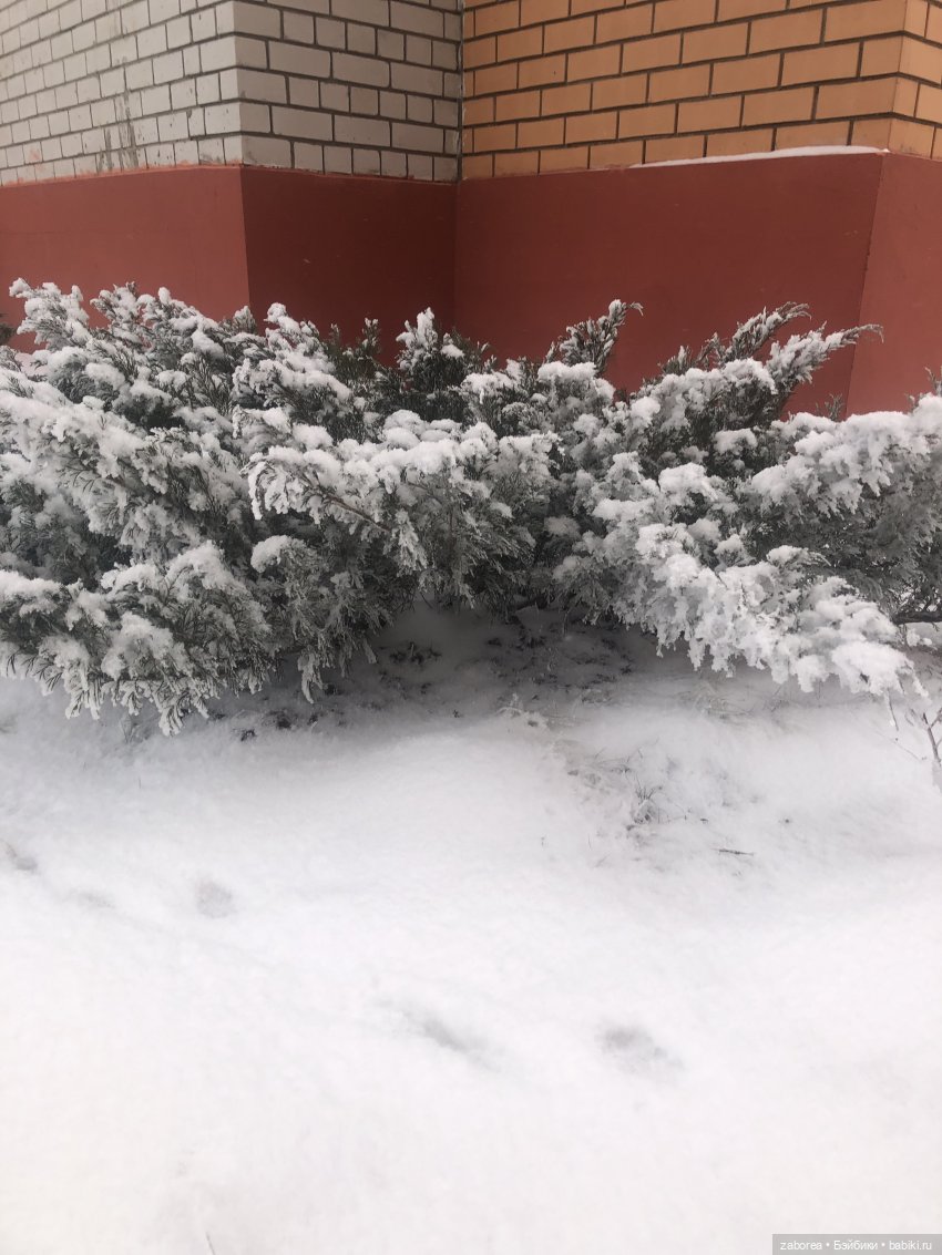 Зимняя прогулка с новенькими (фото 2)