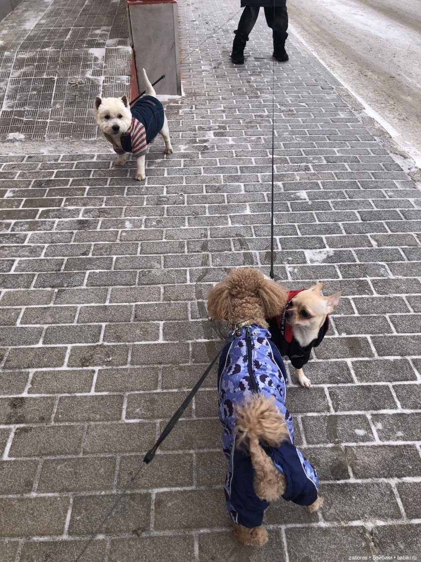 Зимняя прогулка с новенькими