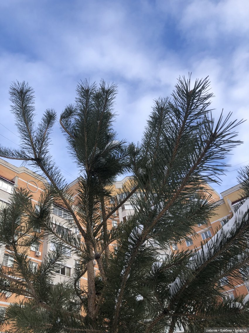 Прогулка с Келли. Зимняя песенка