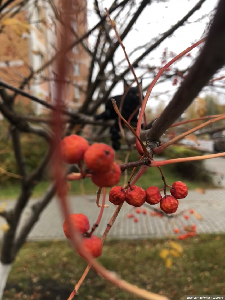 Граф и его осень — Интересные игрушки и фигурки (разное): редкие (фото 5)