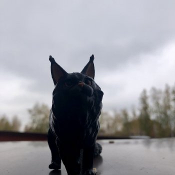 Граф и его осень