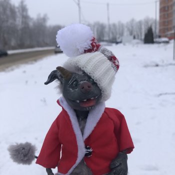 Зимняя прогулка в канун Рождества с хухликом Шмуэлем