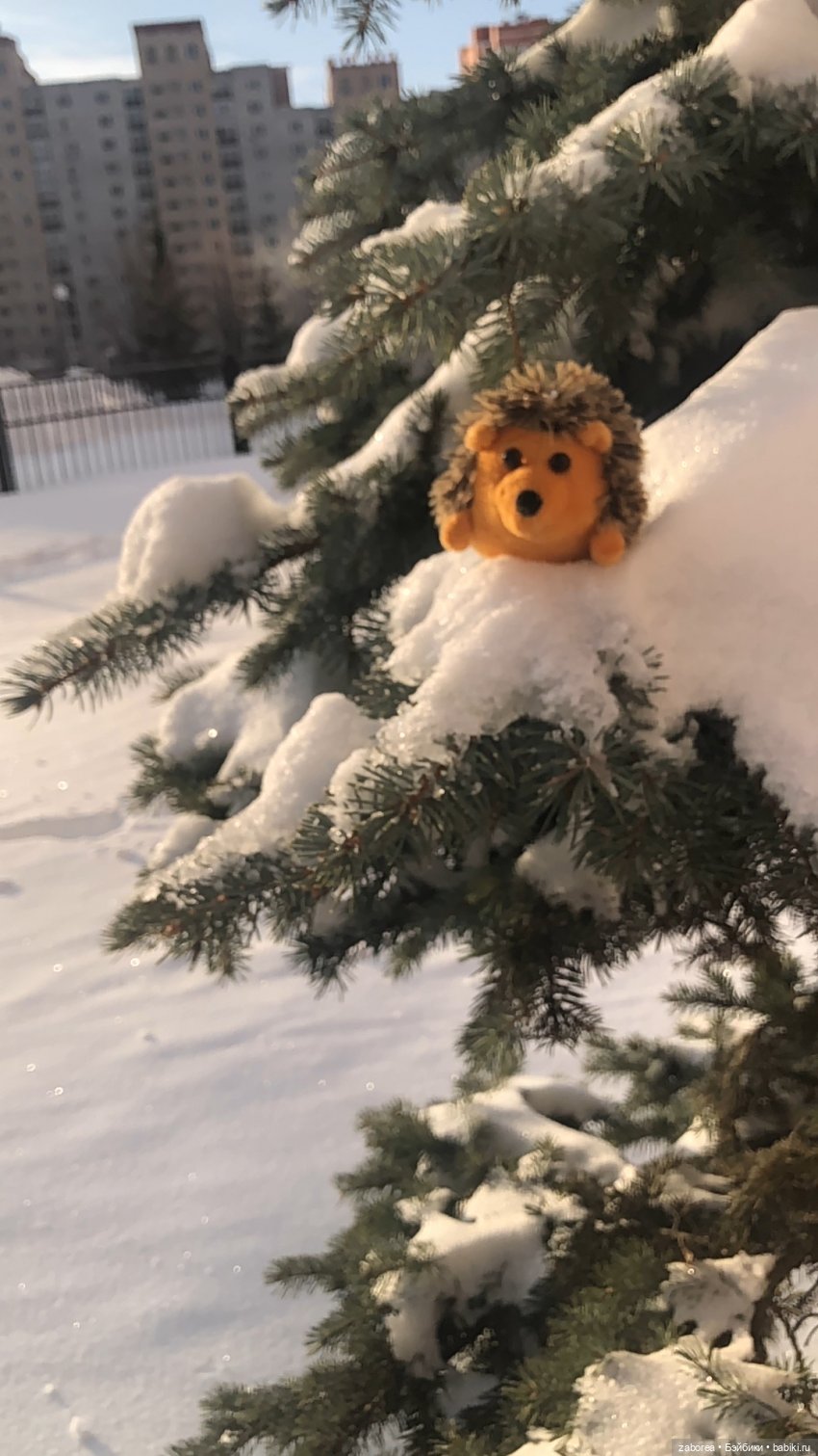 Прогулка с ёжиком в морозное утро или как Пуфик познавал мир