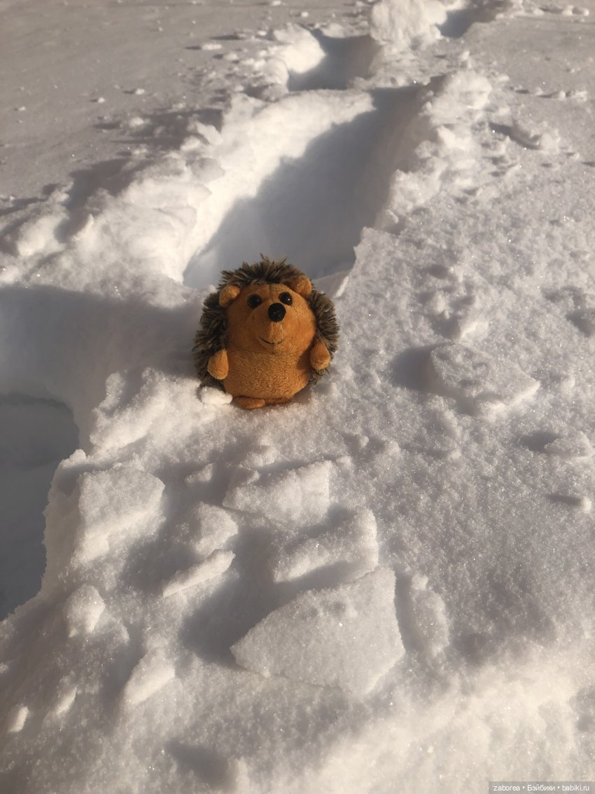 Прогулка с ёжиком в морозное утро или как Пуфик познавал мир (фото 6)