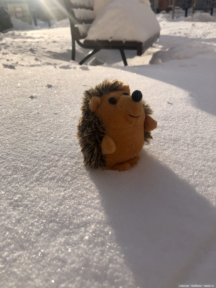 Прогулка с ёжиком в морозное утро или как Пуфик познавал мир (фото 4)