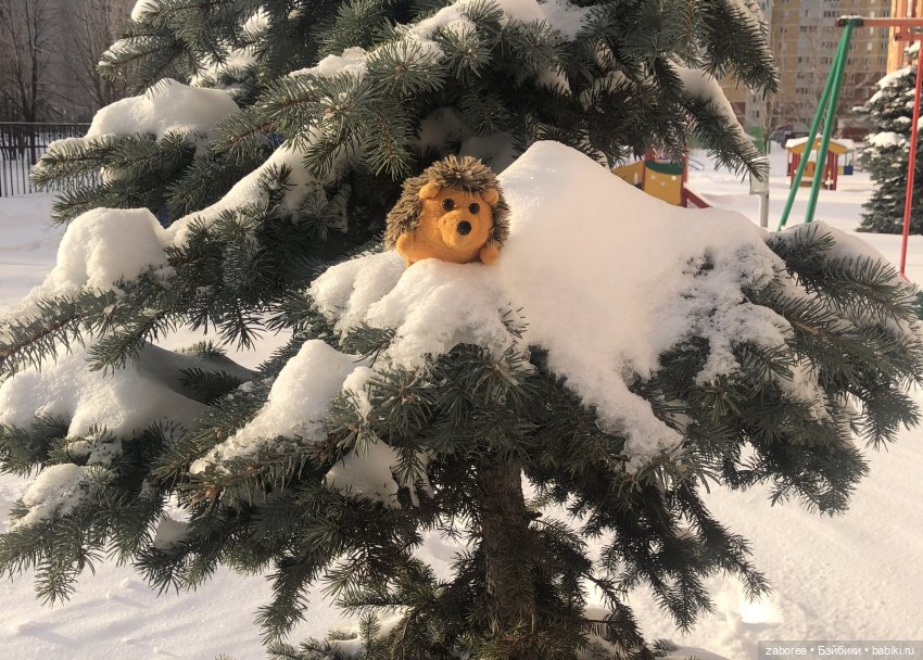 Прогулка с ёжиком в морозное утро или как Пуфик познавал мир