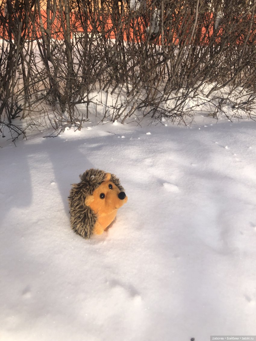 Прогулка с ёжиком в морозное утро или как Пуфик познавал мир (фото 7)