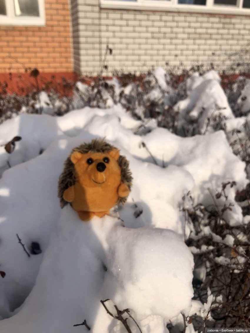 Прогулка с ёжиком в морозное утро или как Пуфик познавал мир (фото 9)