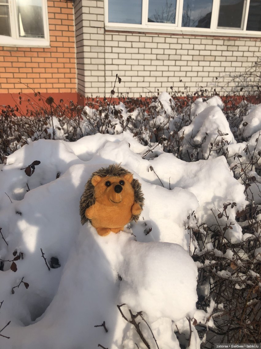 Прогулка с ёжиком в морозное утро или как Пуфик познавал мир (фото 8)