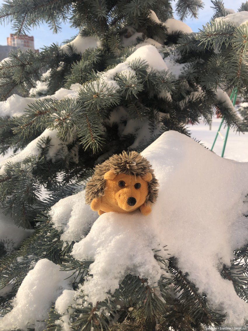 Прогулка с ёжиком в морозное утро или как Пуфик познавал мир