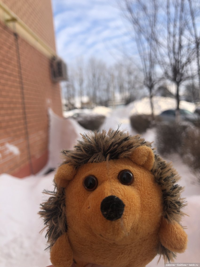 Прогулка с ёжиком в морозное утро или как Пуфик познавал мир