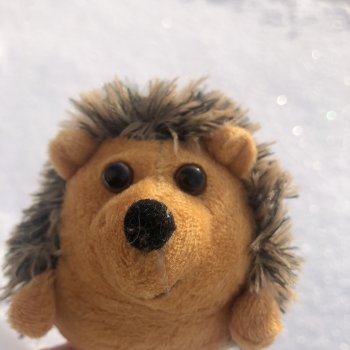 Прогулка с ёжиком в морозное утро или как Пуфик познавал мир.