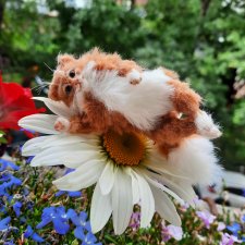 Дневник путешествия кота Василия (часть 3)