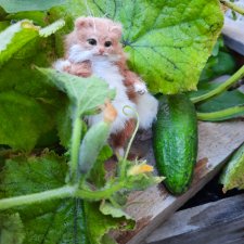 Дневник  кота Василия Дача (часть 1)