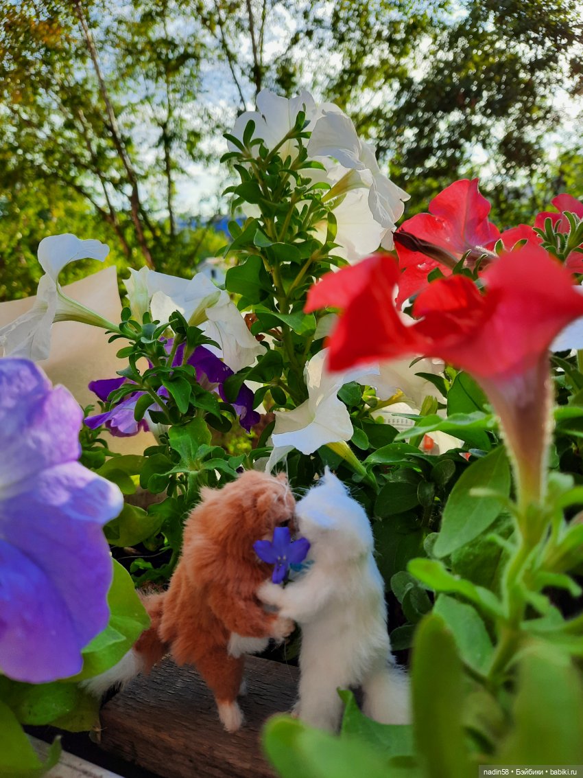 Дневник кота Василия Дача (часть 3) (фото 10)