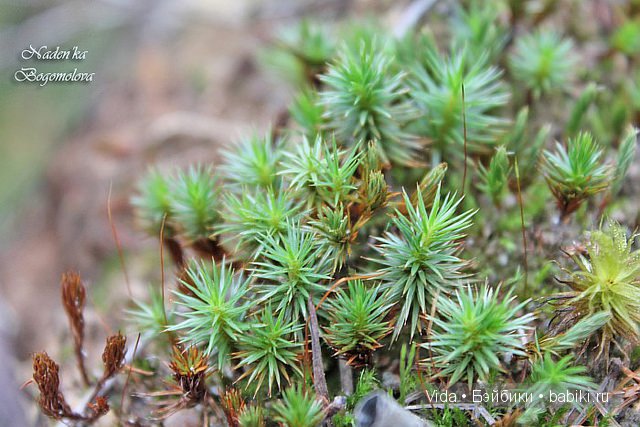 Осень в лесу - продолжение (Hujoo baby) (фото 4)
