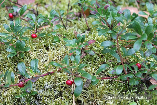 Осень в лесу - продолжение (Hujoo baby) (фото 5)