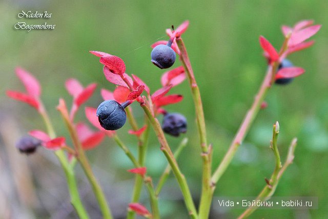 Осень в лесу - продолжение (Hujoo baby) (фото 2)