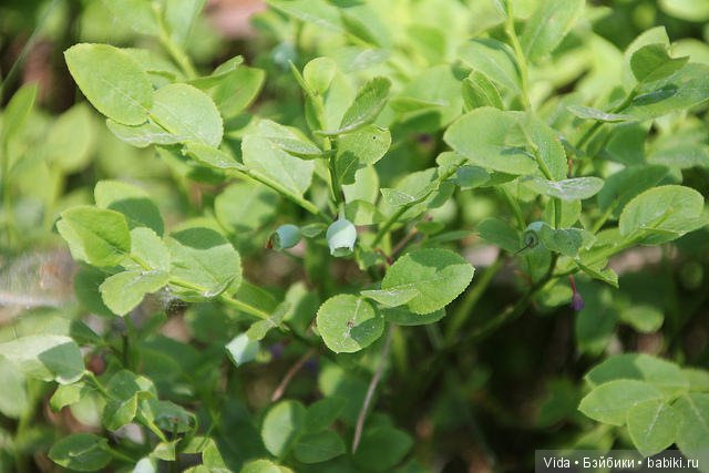 Марси ищет ягодки (Pang Ju) (фото 2)