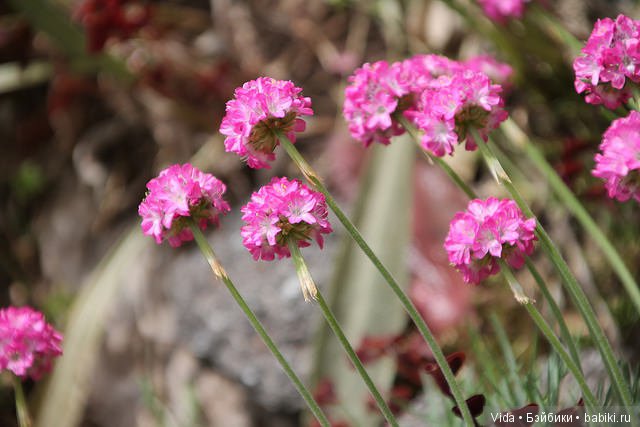 Лето... Миленка от Studio Milim