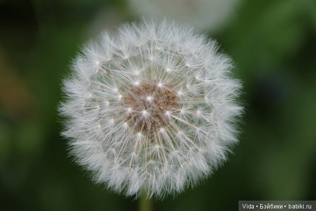 Лето... Миленка от Studio Milim (фото 2)