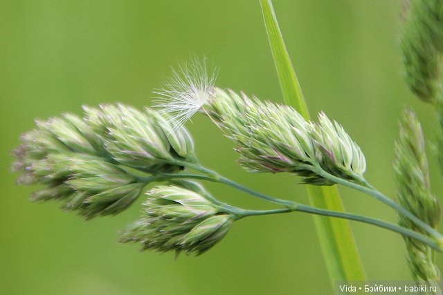 Лето... Миленка от Studio Milim (фото 3)