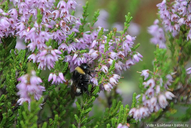 Миу собирает грибочки (Hujoo Baby) (фото 3)