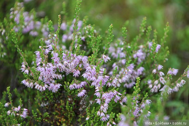 Миу собирает грибочки (Hujoo Baby) (фото 2)