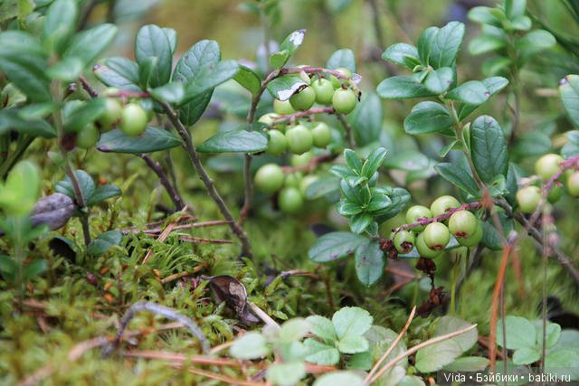 Миу собирает грибочки (Hujoo Baby)