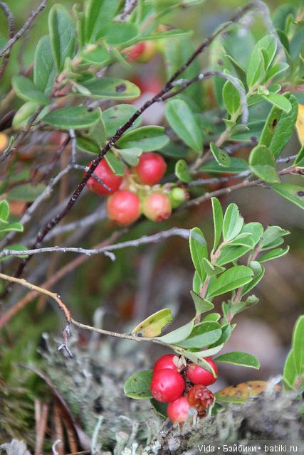 Миу собирает грибочки (Hujoo Baby) (фото 4)