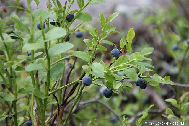 Миу собирает грибочки (Hujoo Baby) (фото 6)