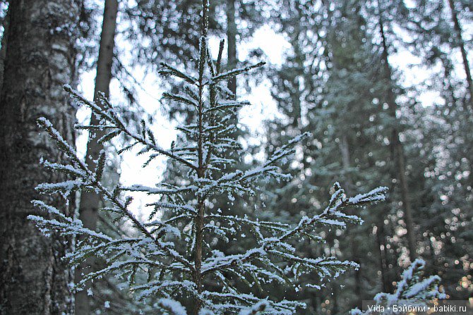 Пушистый снег — Домашние фото авторских игрушек: Тедди