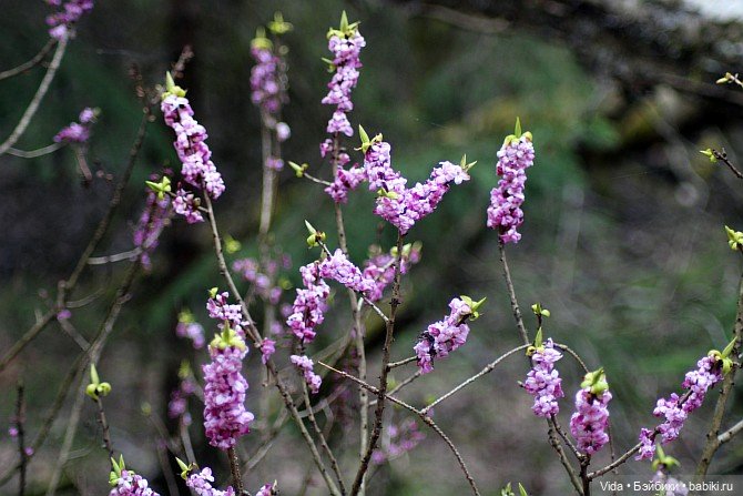 Весенние прогулки моих звериков (Авторские игрушки Наденьки Богомоловой)