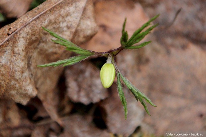Весенние прогулки моих звериков (Авторские игрушки Наденьки Богомоловой) (фото 2)