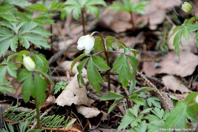 Весенние прогулки моих звериков (Авторские игрушки Наденьки Богомоловой)