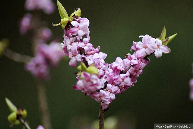 Весенние прогулки моих звериков (Авторские игрушки Наденьки Богомоловой) (фото 10)