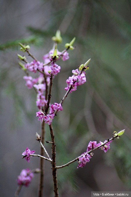 Весенние прогулки моих звериков (Авторские игрушки Наденьки Богомоловой) (фото 7)