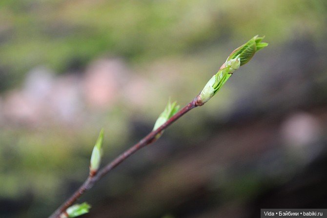 Весенние прогулки моих звериков (Авторские игрушки Наденьки Богомоловой) (фото 3)