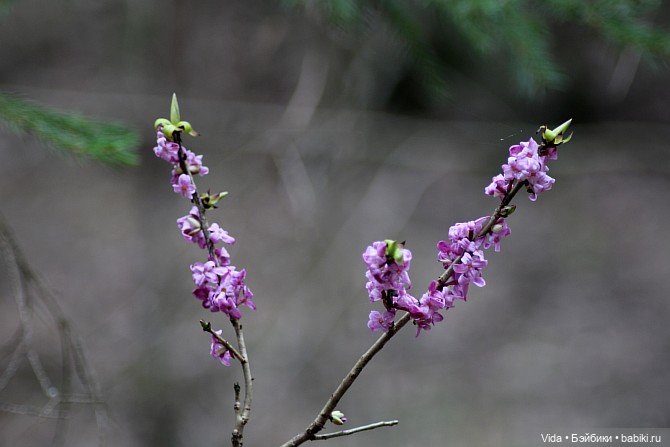 Весенние прогулки моих звериков (Авторские игрушки Наденьки Богомоловой) (фото 8)