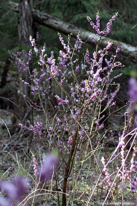 Весенние прогулки моих звериков (Авторские игрушки Наденьки Богомоловой)