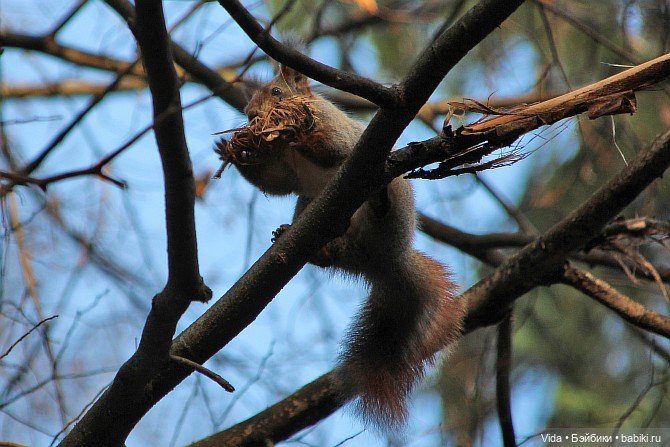 Ликка и белочки — Куклы Takara Tomy (Такара): Licca (Ликка)