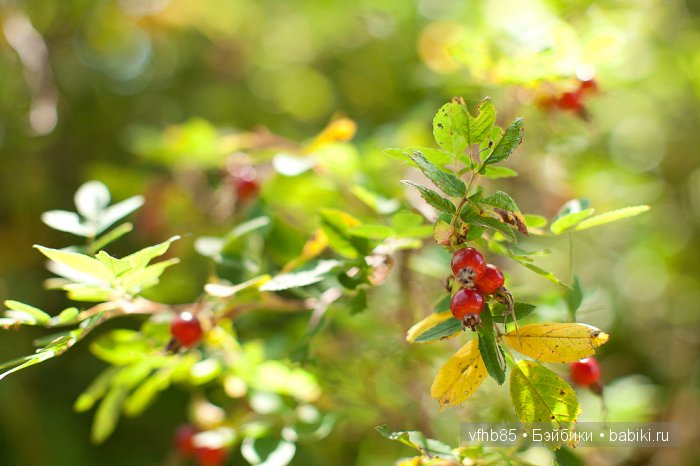 Вспоминаем с Марьяной летний поход (фото 9)