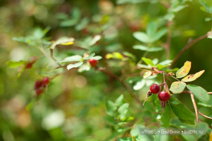 Вспоминаем с Марьяной летний поход (фото 8)