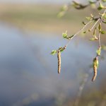 Недолгая прогулка малышек