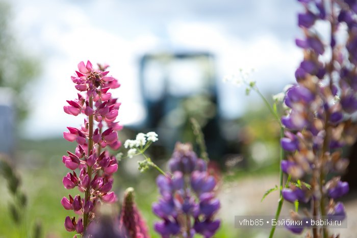 Вторая поездка с Ирис — Куклы Fairyland (ФэйриЛэнд): BJD (БЖД)