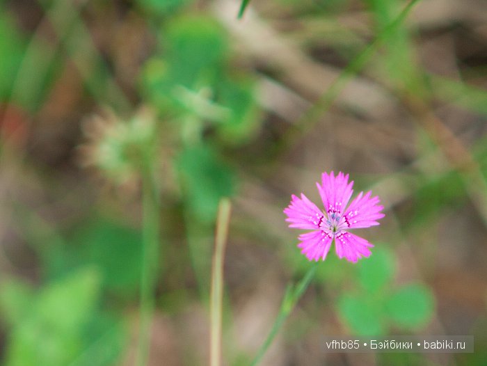 На природе — Гибридизация кукол BJD (БЖД): пересадка головы